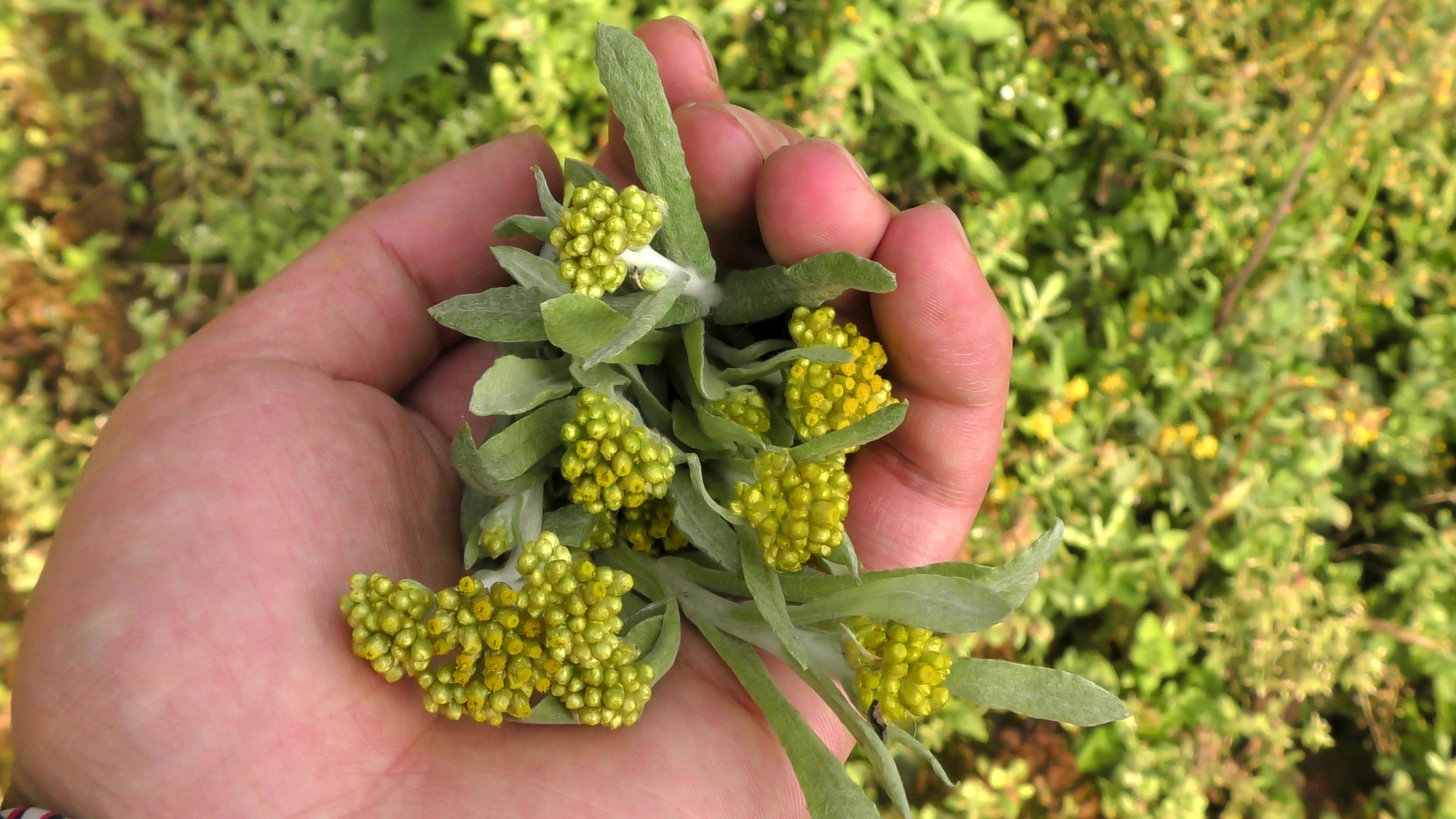 清明草野菜,农村野菜清明草