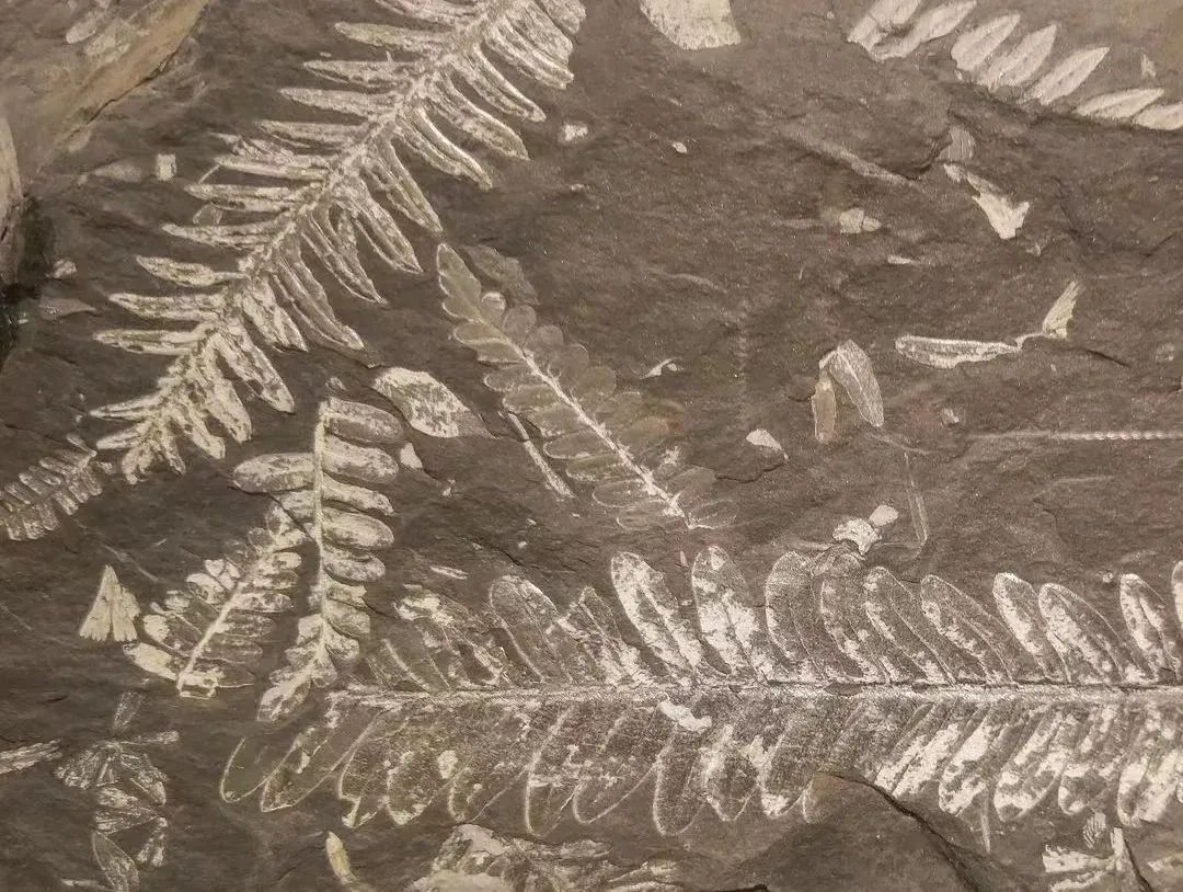 地球简史书籍完整版,地球简史46亿年的奇迹