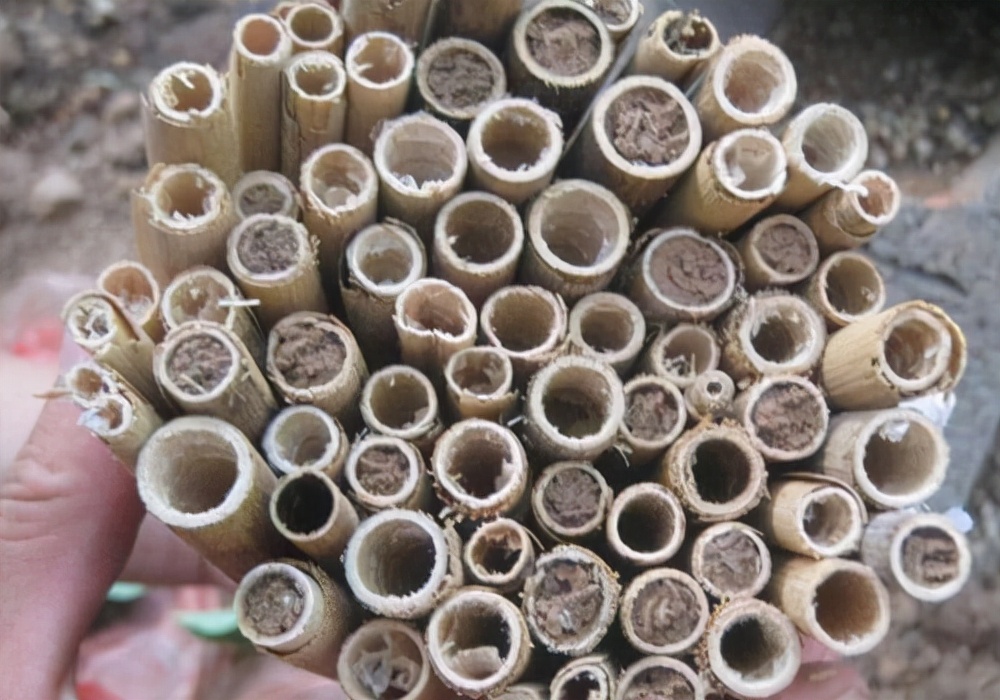 壁蜂人工繁殖饲养能产蜜吗,果树壁蜂授粉回巢