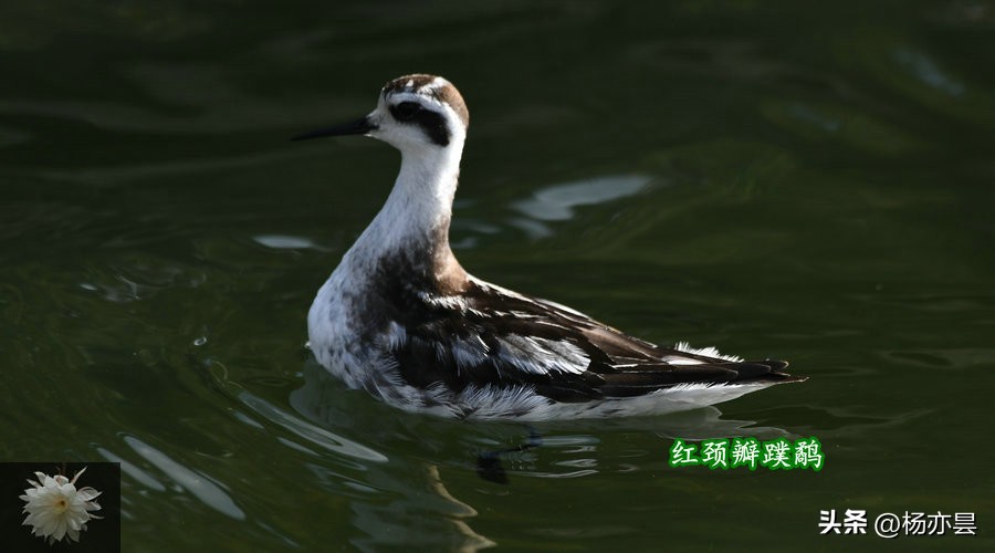 红颈瓣蹼鹬声音,红颈瓣蹼鹬