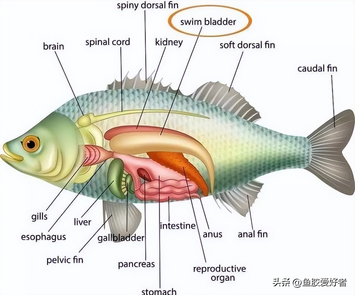 石首鱼怎么吃效果最好,全身都是宝的鱼