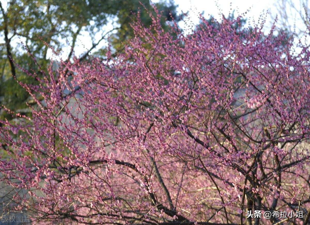 去杭州旅游最该去哪些主要景点,杭州旅游必去的5大景点推荐一下
