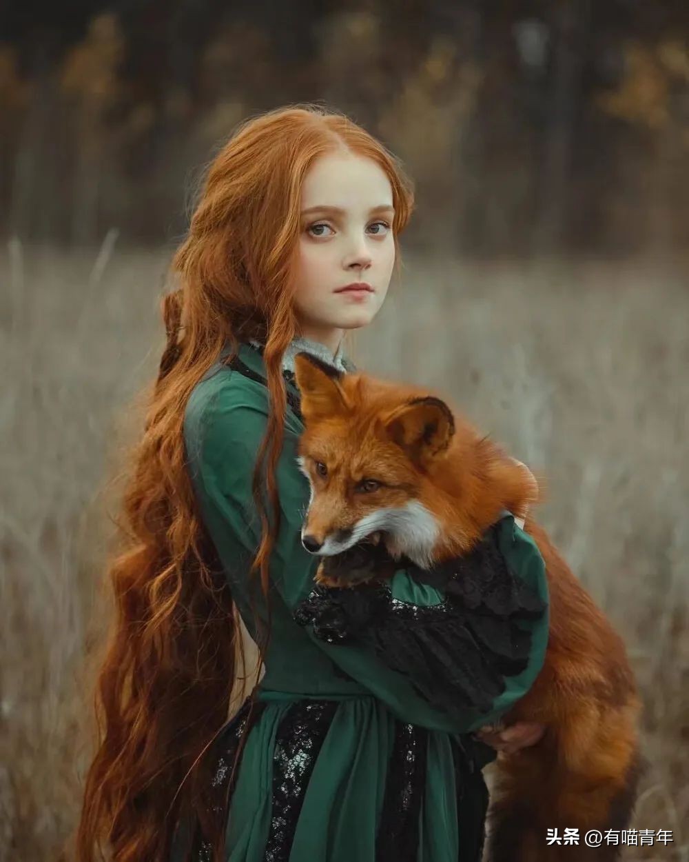 养了只狐狸当宠物,养只狐狸当宠物是什么感受