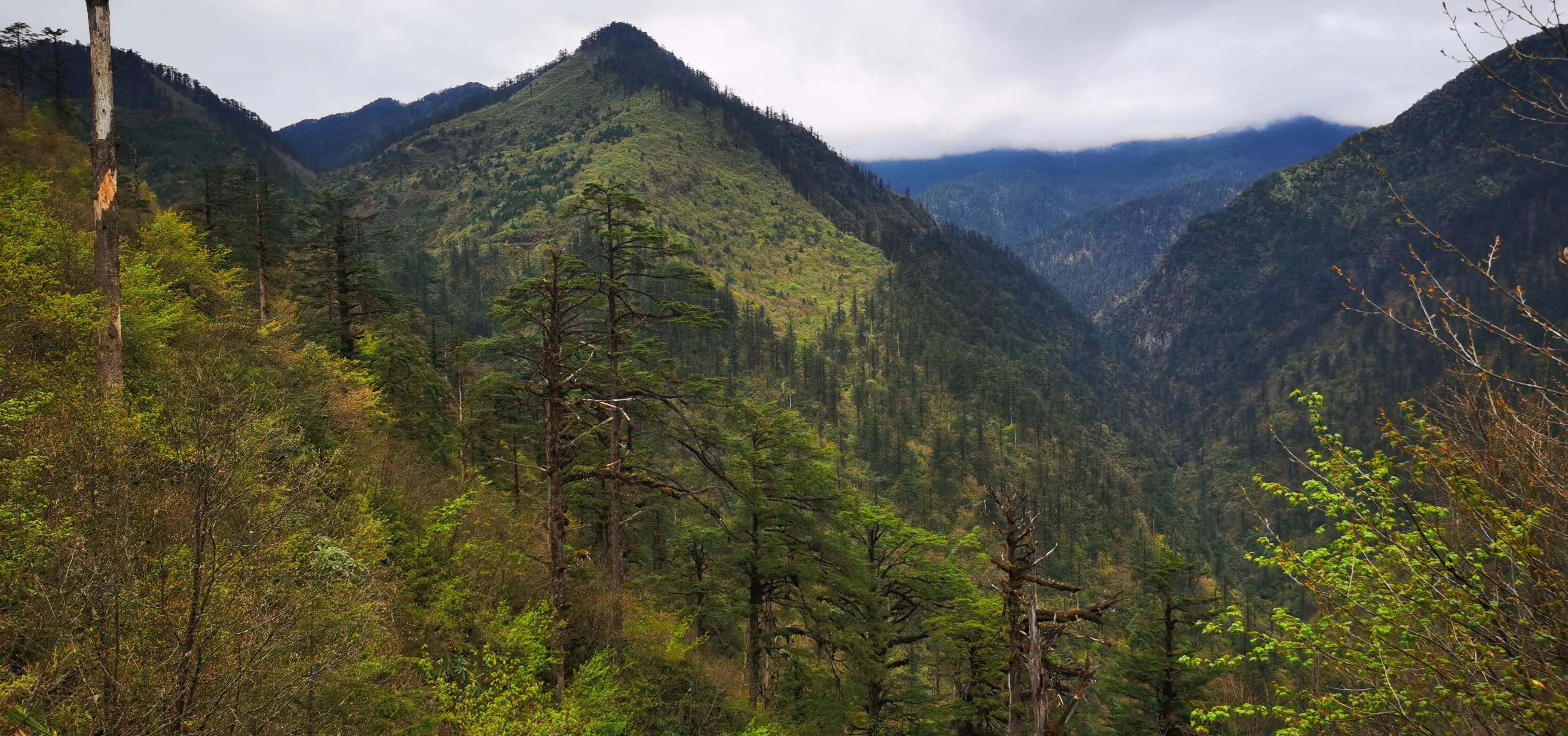 中国百慕大黑竹沟了解一下,中国百慕大黑竹沟近期气温