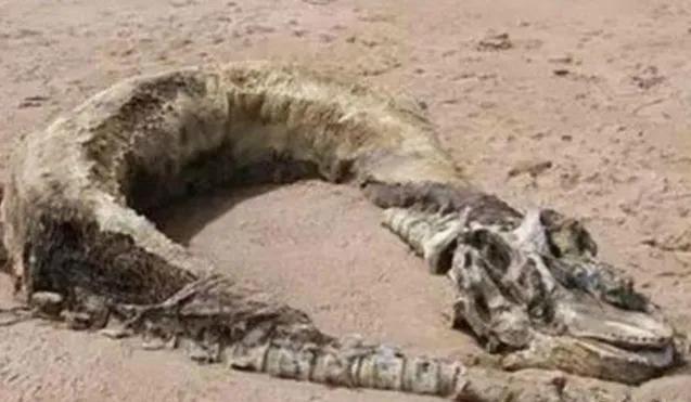 十二生肖里的龙为什么不存在,十二生肖为什么没见过龙这种动物