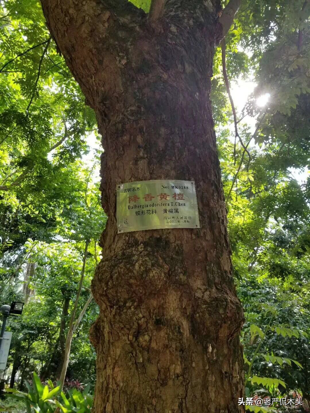 越南vs海南,越南花梨和海南黄花梨的区别