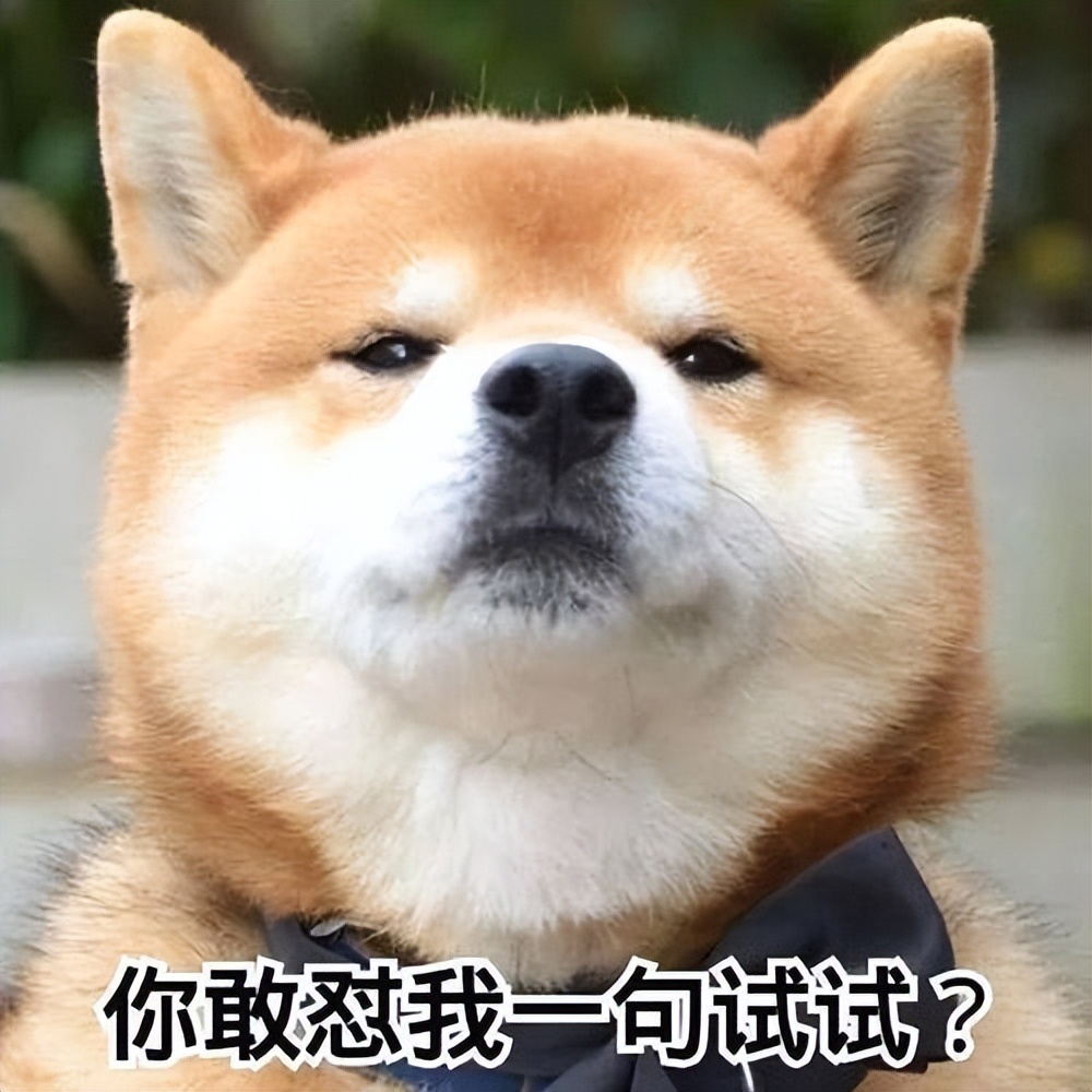 建议新手养的10种便宜狗狗不掉毛,建议穷人新手养的10种狗狗