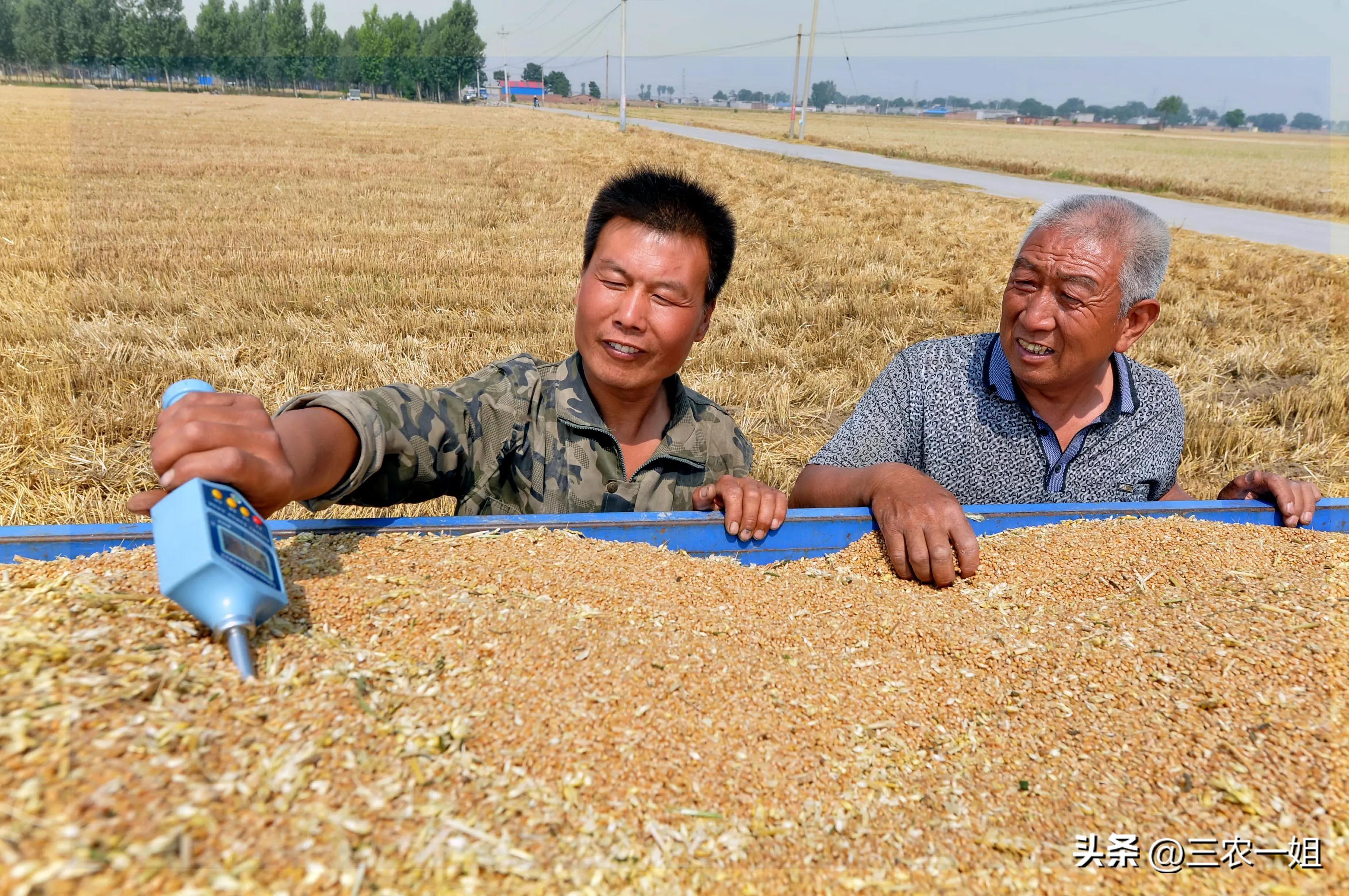 种小麦一亩地能赚多少钱,一亩小麦赚1块钱