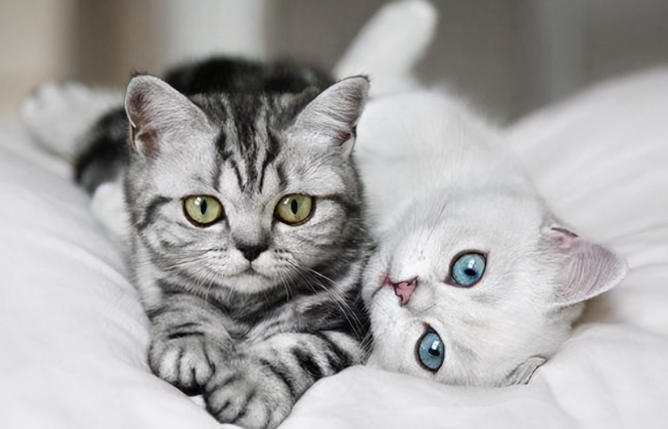 猫咪的生命终点,猫咪的生命有多少年