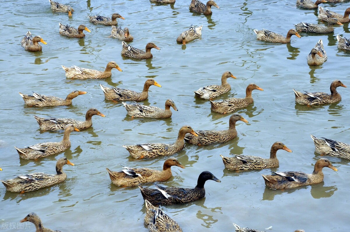 禽病基础知识科普——鸭瘟