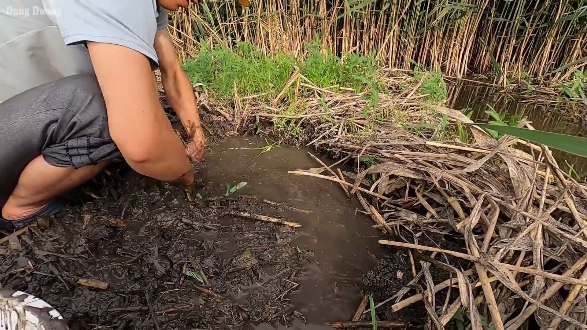 越南人用污泥加稻草怎么养黄鳝,越南人地下室可以养黄鳝吗