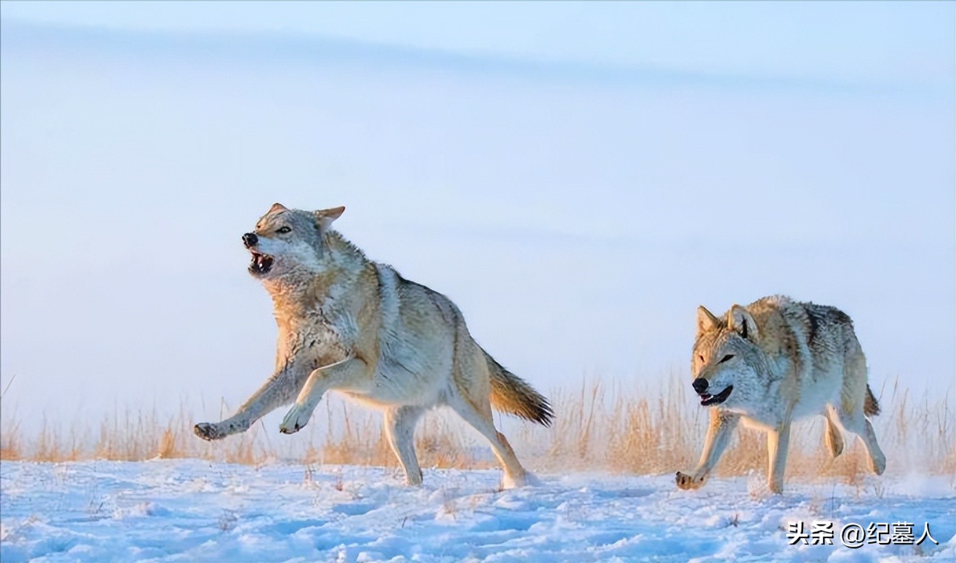 64年勘测队遭遇凶猛狼群，战士心软投喂食物，头狼带群狼前来报恩
