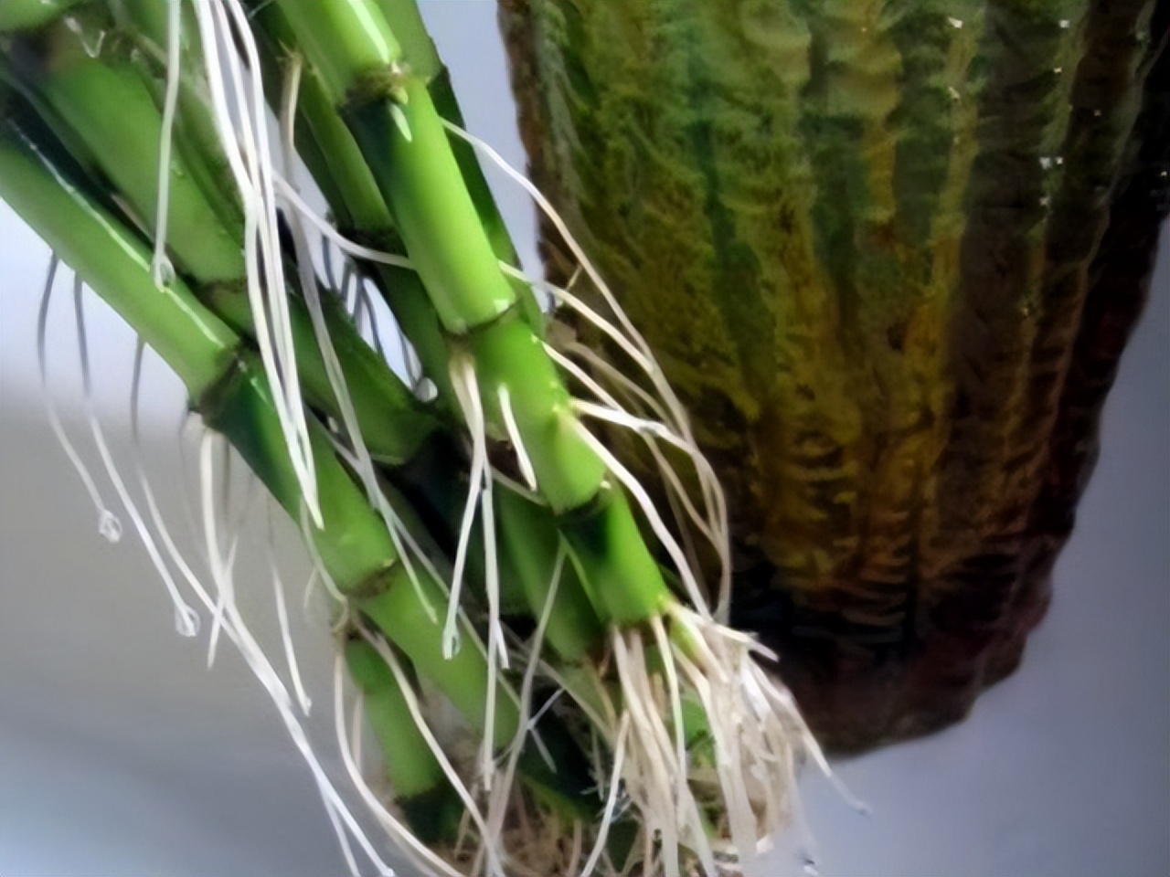 怎样让富贵竹长得又粗又壮,怎么能让富贵竹只长粗不长高