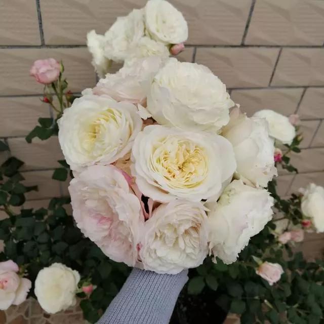 常见切花月季一览（40）（接上期）