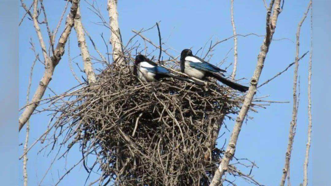 斑鸠一般生活在什么地方,东北野外斑鸠一般夜间在哪里栖息
