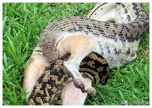 巨蟒捕食真实视频,巨蟒捕食鬣狗视频大全