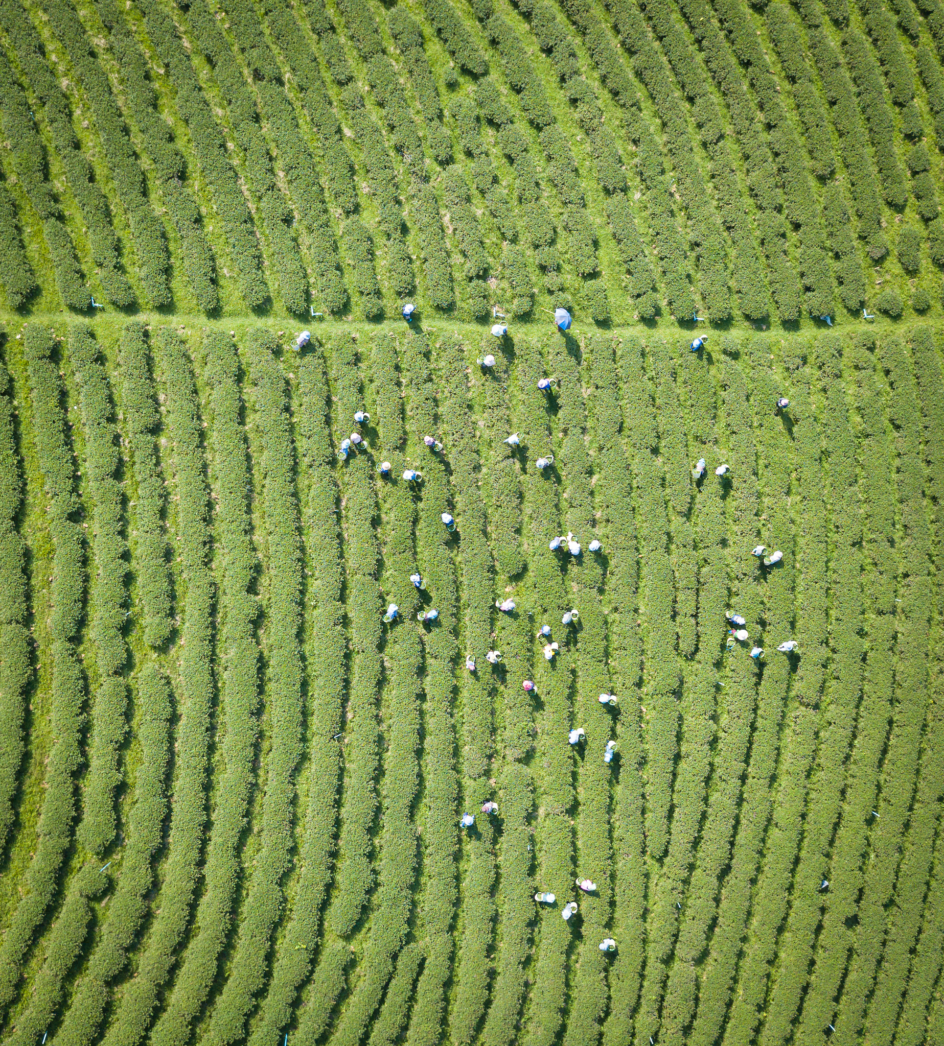 有哪些茶属于白茶,政和白茶洞洞茶
