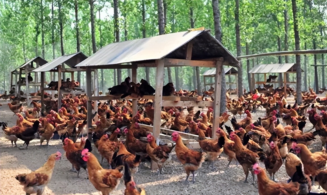 鸡的体温多少度是发高烧,鸡发热不消化用什么药