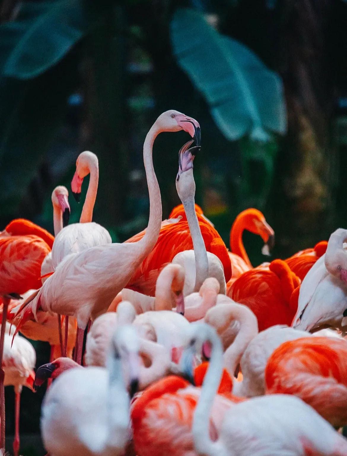 广州长隆和珠海长隆哪个值得去,广州长隆和珠海长隆的区别是什么