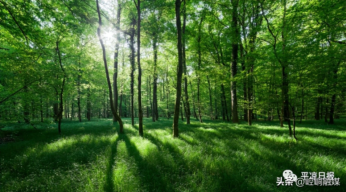 平凉避暑最好的地方,平凉十大避暑旅游线路攻略
