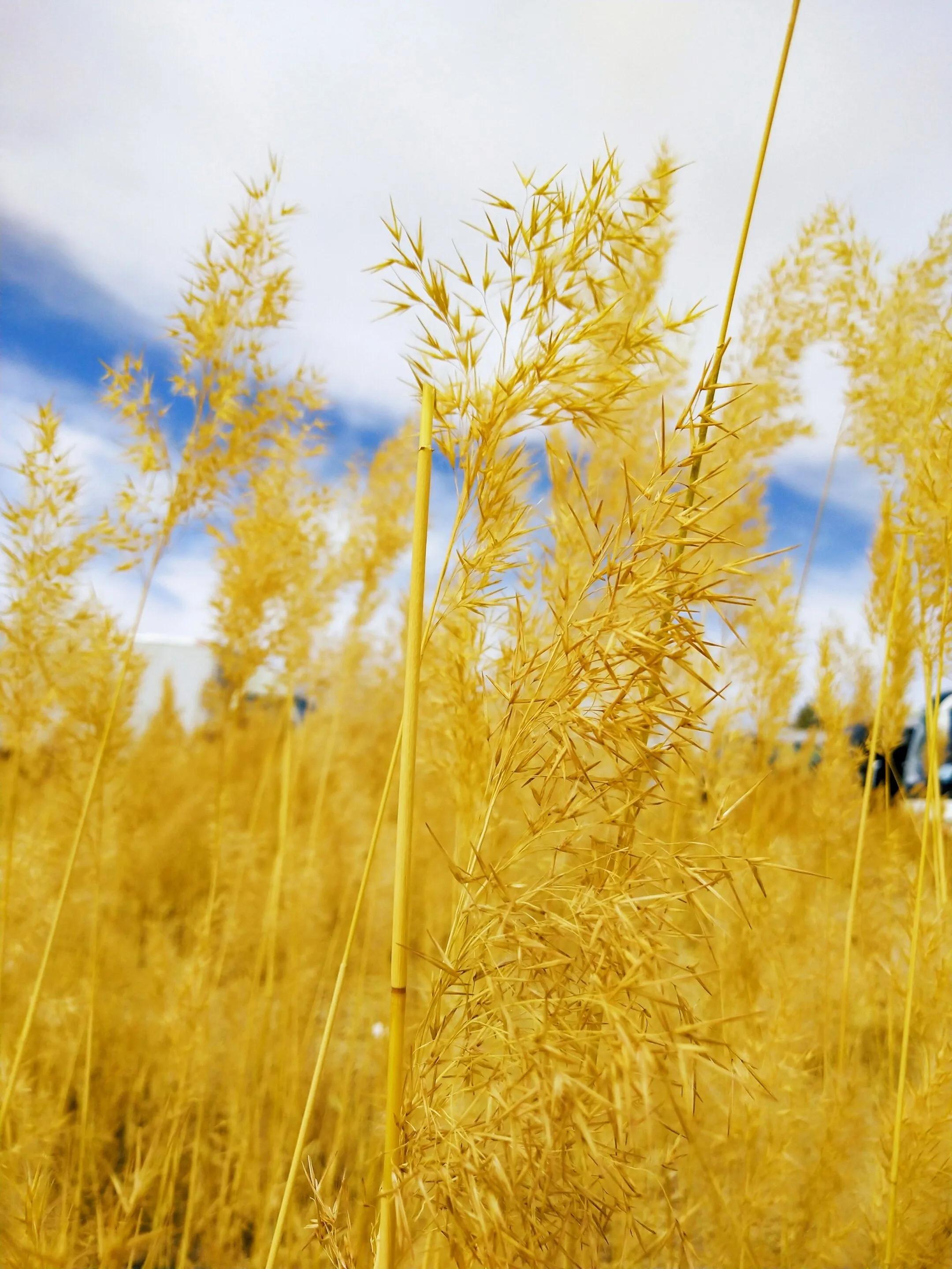 赞美秋日的经典诗,赞美秋日伤感的诗