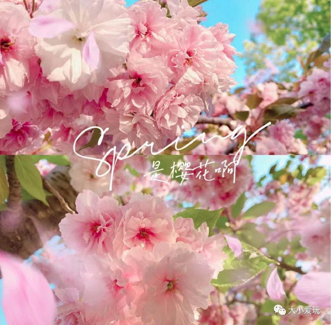 超级美的樱花美景全景,浪漫樱花海美景图