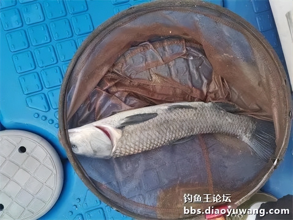 钓鱼王王者风范，拿捏多鱼种轻松