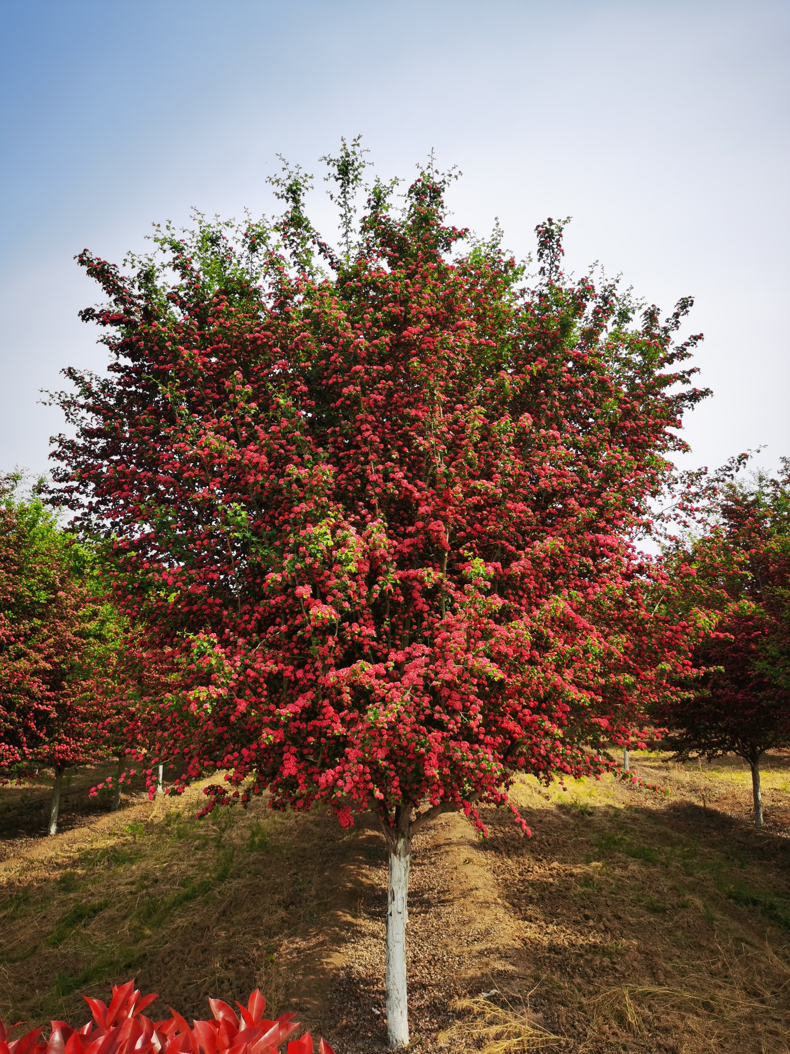 适合农村乡镇的创业小项目,农村创业做什么最适合