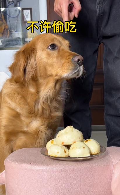 驴得水小朋友是智障猫吗,全网公认的智障猫怕水