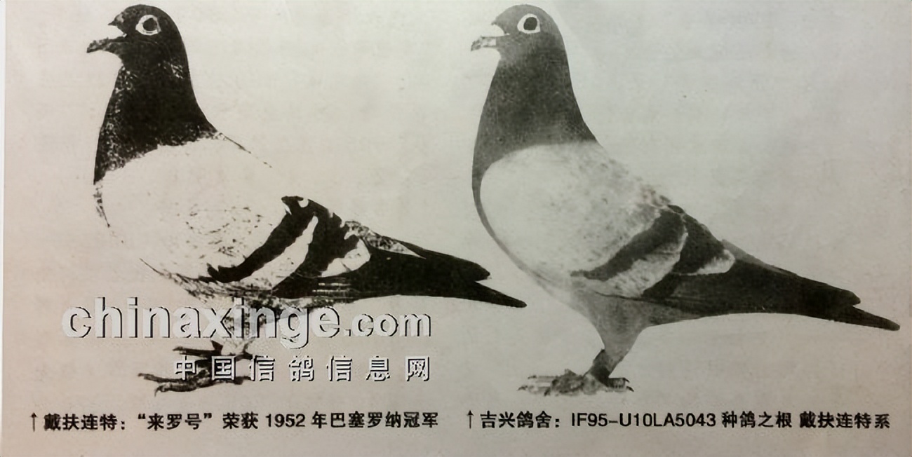 吉兴鸽舍优秀配对图片,上海吉兴鸽舍种鸽图片