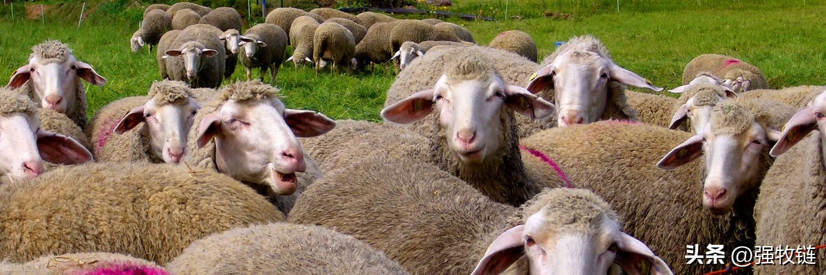 僵羊怎么调理,僵羊怎么处理最好