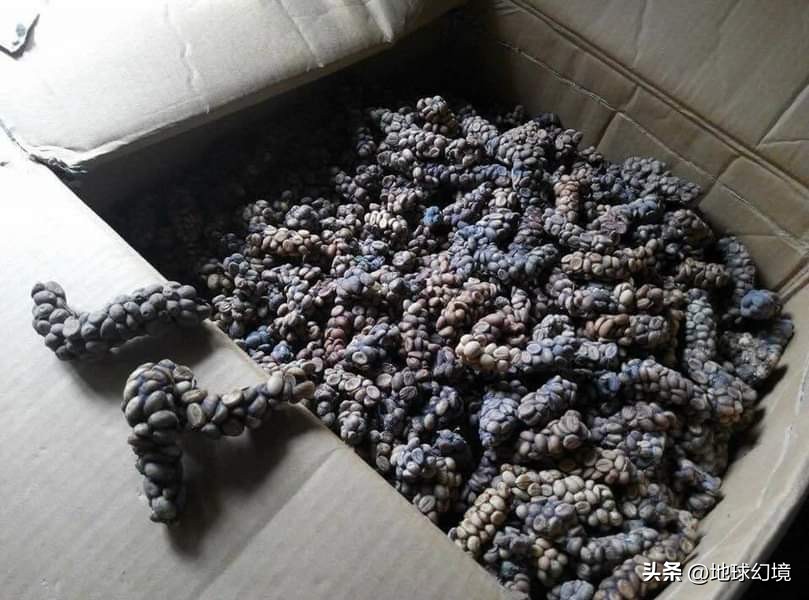 27张惊悚的动物照：青蛙被鼓风机活活风干，海鸥当街活吞大老鼠