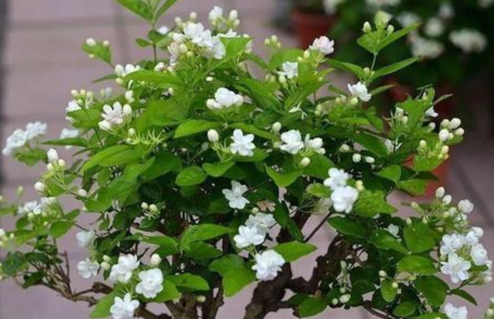 茉莉花芽少怎么养,茉莉花苞水养会开花吗