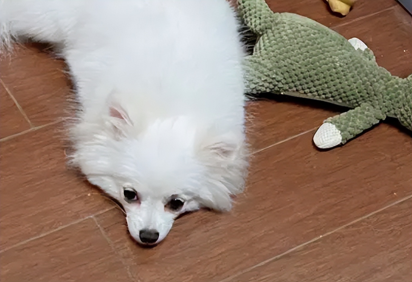 狗狗呕吐怎么治疗最佳方法,狗狗呕吐怎么办别慌教你轻松解决