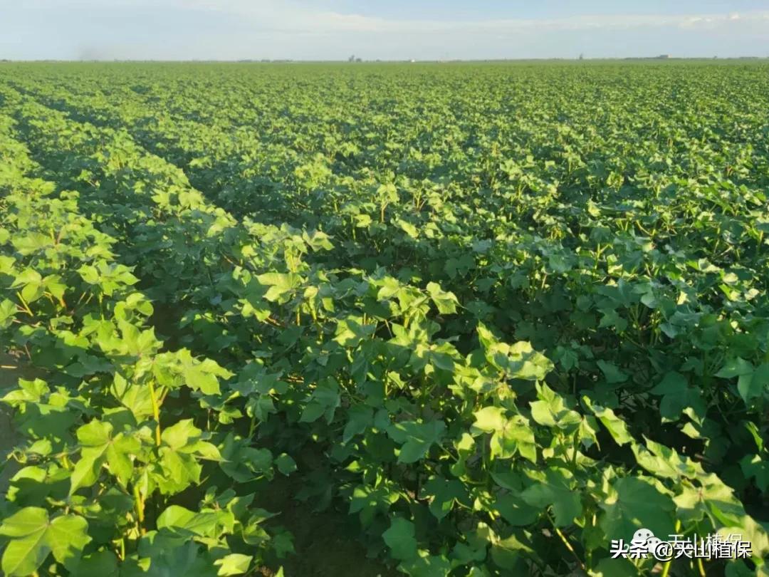 棉花控旺用缩节胺还是用调环酸钙,棉花控旺甲哌鎓和烯效唑哪个好