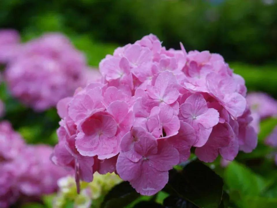 开眼界了!五大突出特征让这种“球花”魔力无限,人见人爱