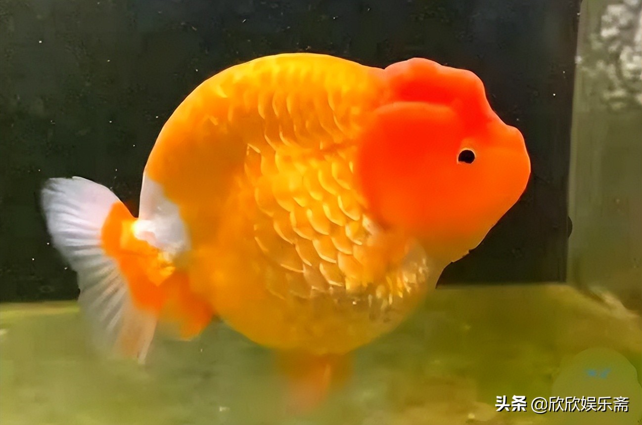 兰寿金鱼可以养在草缸吗,兰寿鱼缸开缸教程