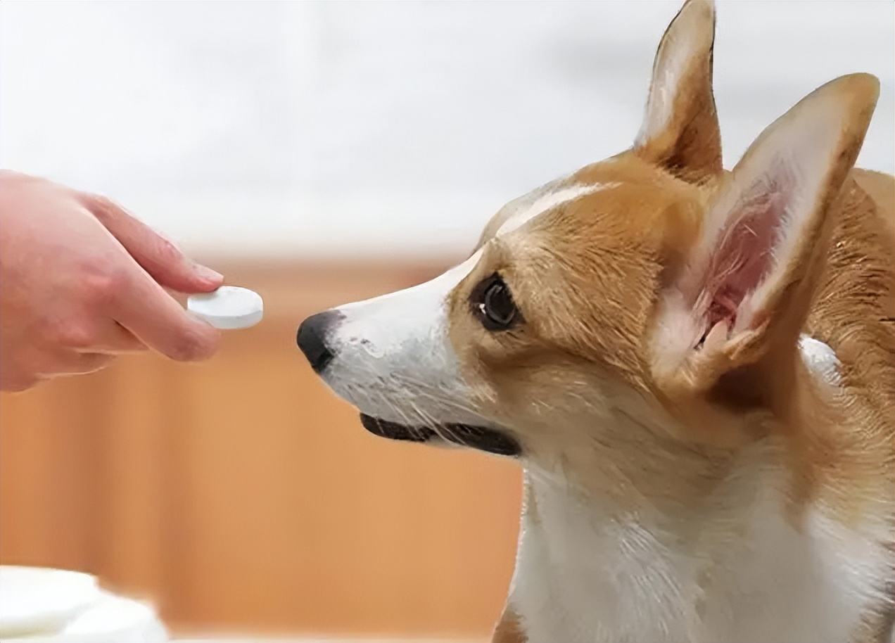 狗狗挑食怎么办最有效的方法,怎么纠正狗狗挑食的习惯