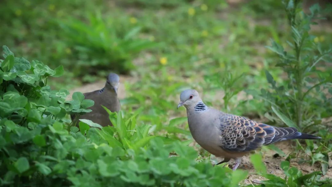 师大寻鸟记，这些小可爱，你都见过吗？