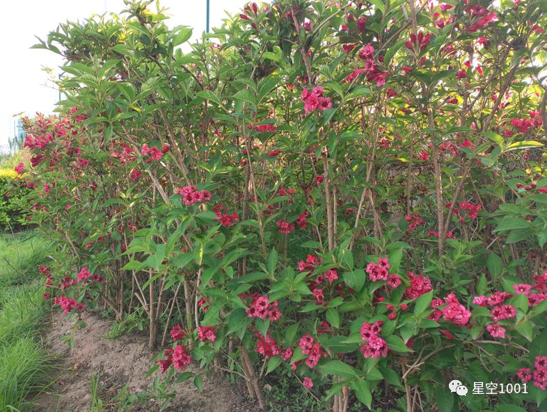 可爱花伴侣，相伴经年