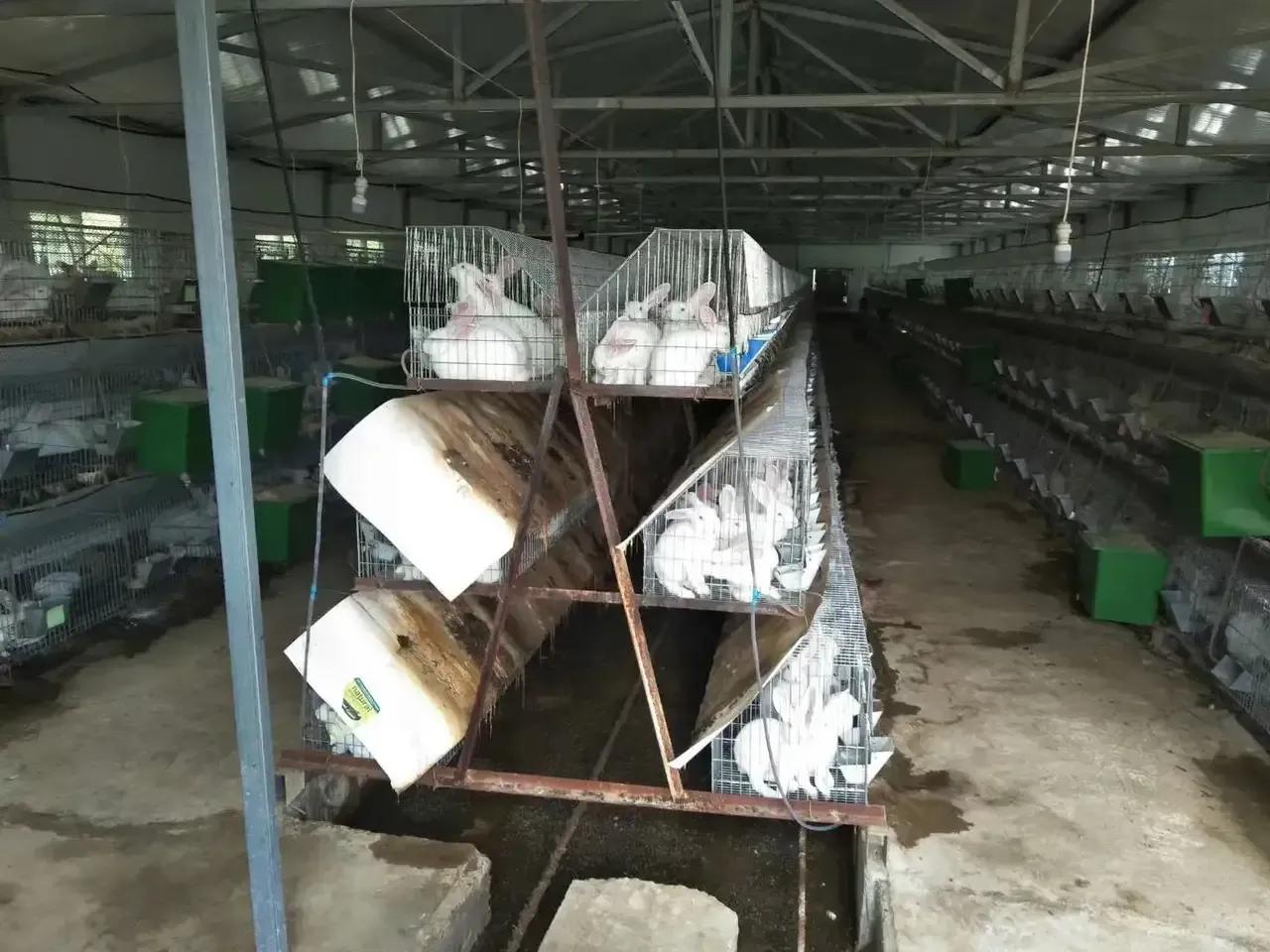 兔子养殖技术用什么方法最好,小白兔养殖创业项目