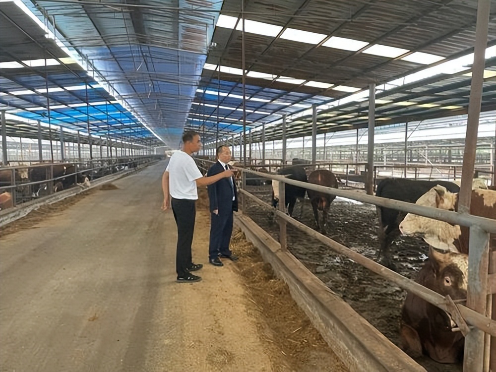 肉牛养殖技术西门塔尔牛养殖视频,生牛养殖和肉牛养殖的区别