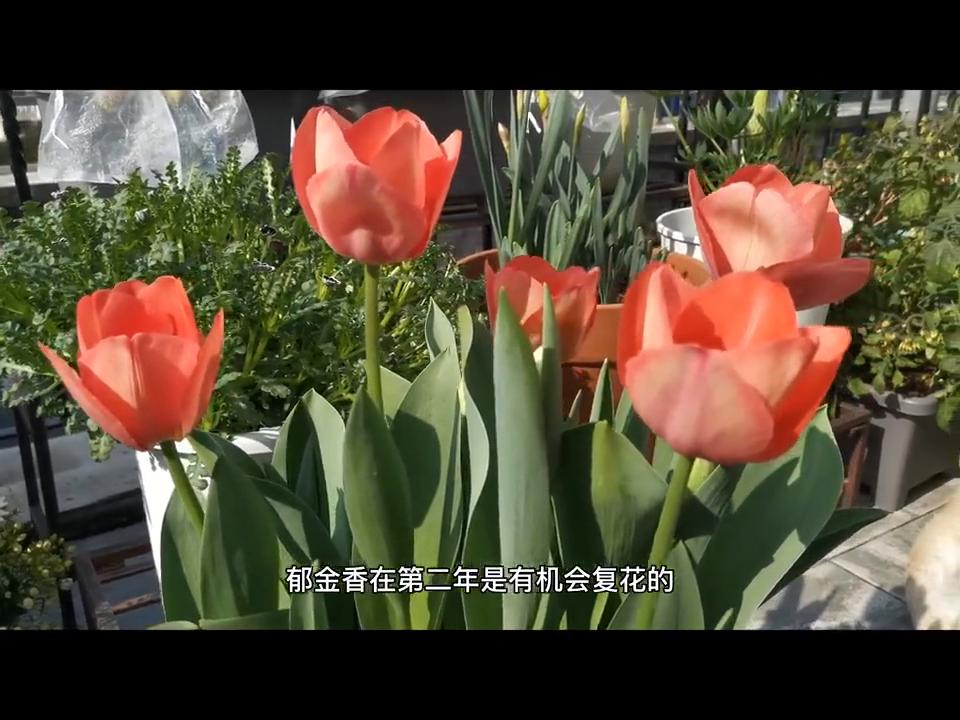 郁金香如何增加营养,郁金香如何快速增长