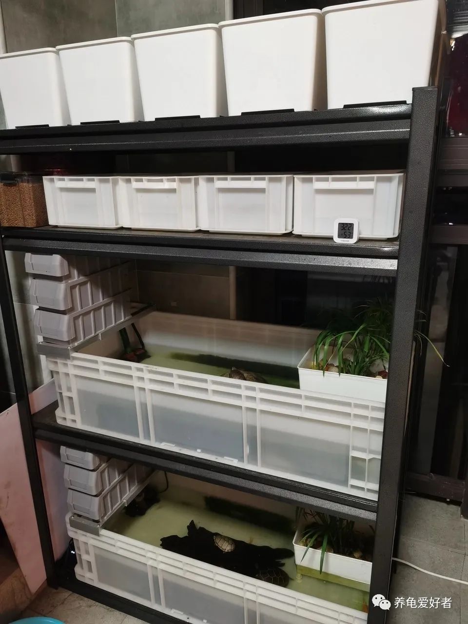 为什么要用小盒子养龟,小盒子养龟