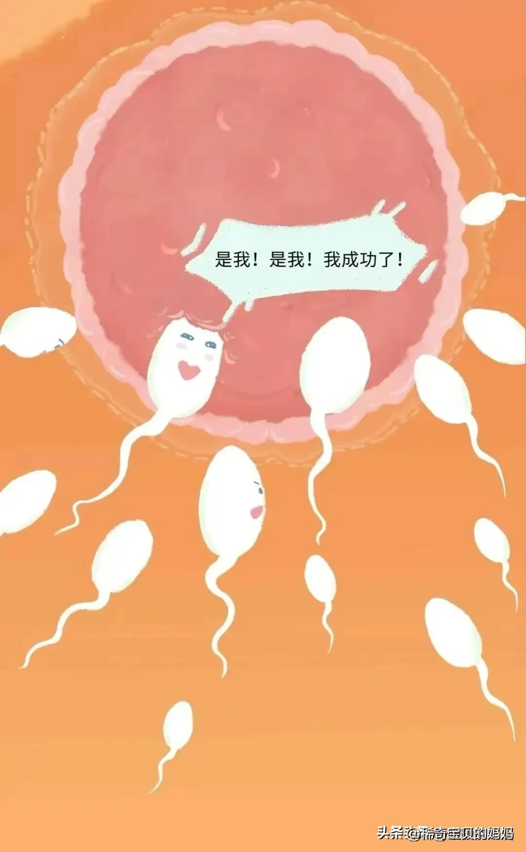 “小蝌蚪＂进入女性体内的全过程