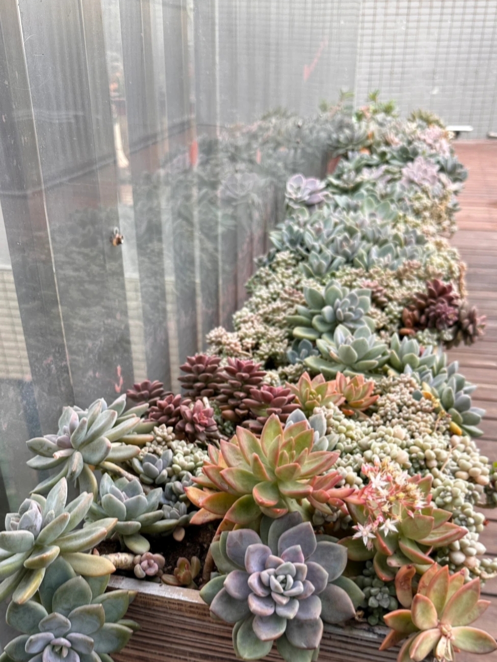 广东能养出好状态的多肉,在广东超级好养的多肉