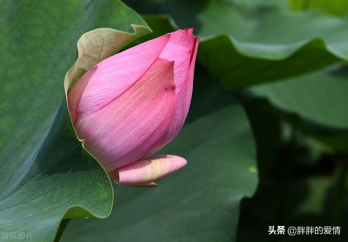 人生是一场追求生活是一种领悟,生活需要磨练人生更需要洞悟