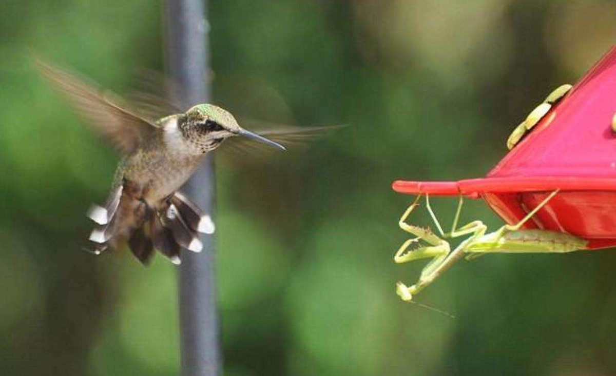 世界上最残酷的动物捕食,世界上最凶残的昆虫有哪些