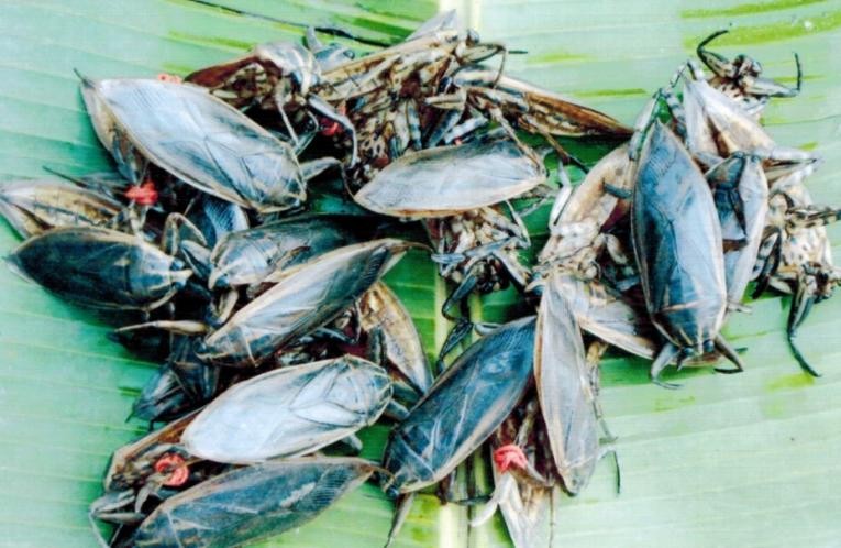 丛林探险美食大全,真正的丛林美食有哪些