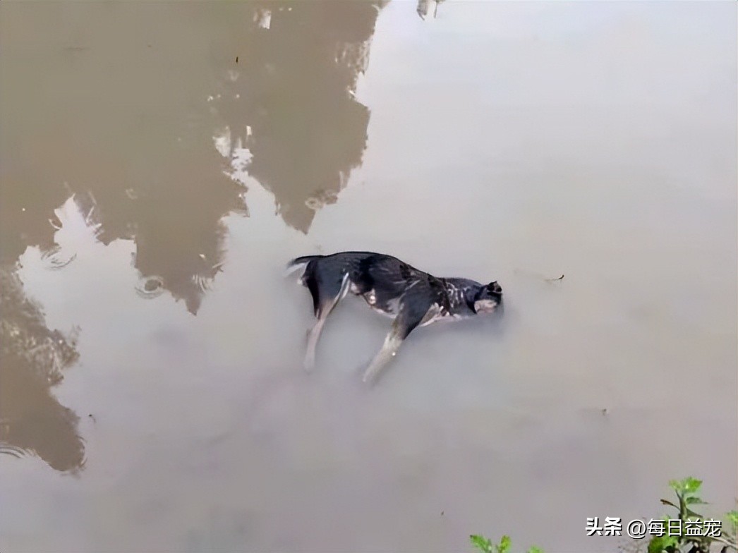 狗妈妈产后第二天坐立不安,狗妈妈产后奶水不足